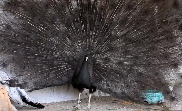 Black Peacock