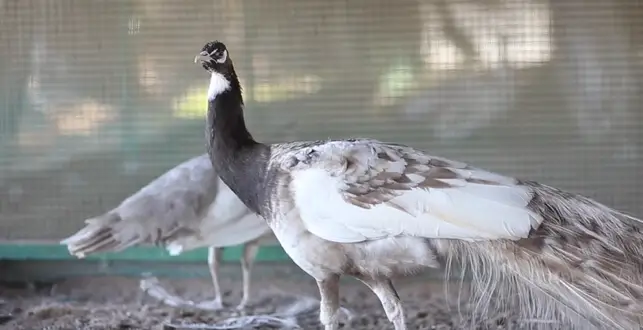 Cameo Peacock