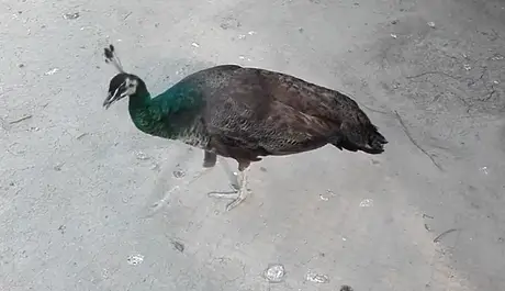 Emerald Spalding Peacock