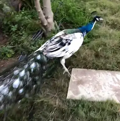 India Blue Silver Pied Peacock