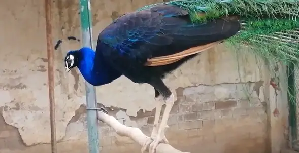 Indian Black-Shouldered Peacock