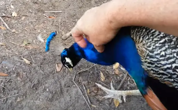 Indian Blue Peacock