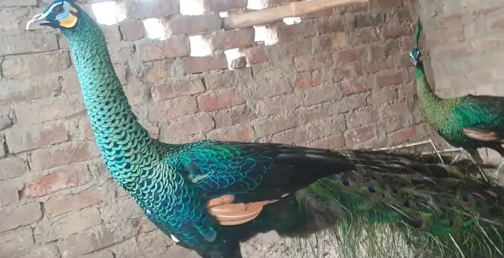 Java Green Peacock