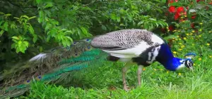 Peacock