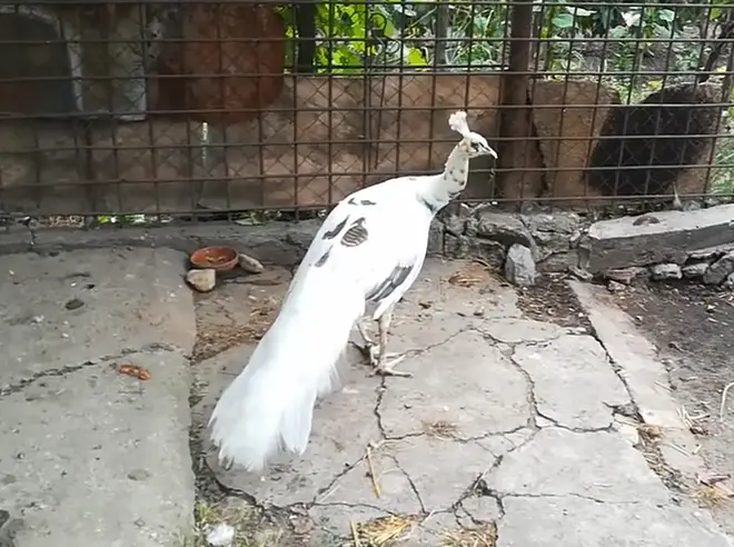 Silver Pied Spalding Peacock