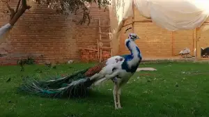 Raising Peacocks