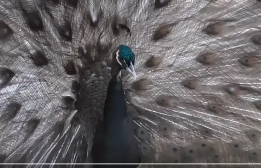 White-Eyed Peacock