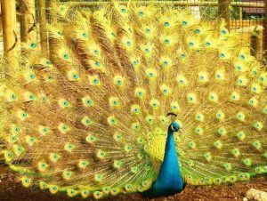 Golden Peacock