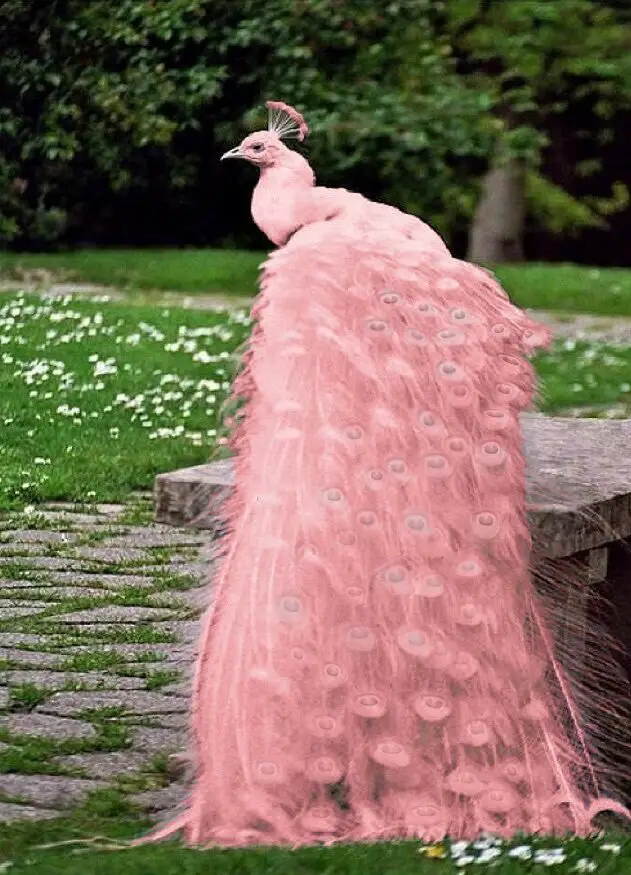 Pink Peacock