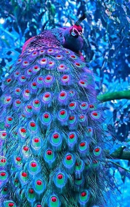 purple peacock Symbolism