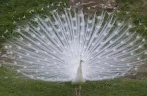 albino peacock