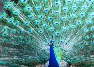 Why Do Peacocks Spread Their Feathers