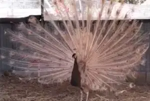 cameo peacock