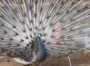 Opal Peafowl