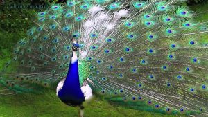 Pied Peacock