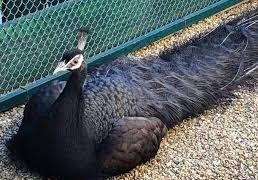 a black peacock