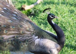 Bronze peacocks